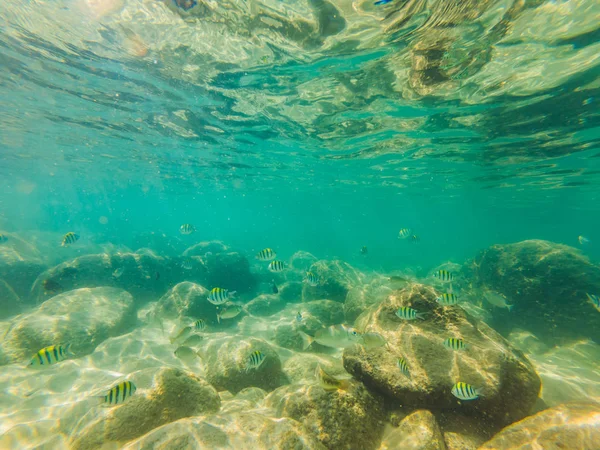 Viele Fische, Anemonen und Meereslebewesen, Pflanzen und Korallen unter Wasser in der Nähe des Meeresbodens mit Sand und Steinen in blauen und violetten Farben Meereslandschaften, Ansichten, Meeresleben — Stockfoto