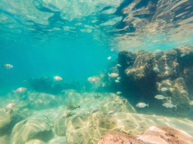 Birçok balık, anemonsand deniz yaratıkları, bitkiler ve mercan kum ve taş mavi ve mor renkler deniz manzaraları, sayısı, deniz yaşamı ile deniz dibinin yakınındaki su altında