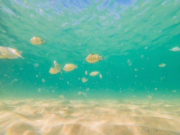 Viele Fische, Anemonen und Meereslebewesen, Pflanzen und Korallen unter Wasser in der Nähe des Meeresbodens mit Sand und Steinen in blauen und violetten Farben Meereslandschaften, Ansichten, Meeresleben — Stockfoto