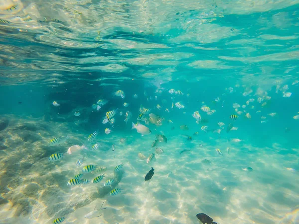 De nombreux poissons, anémones et créatures marines, plantes et coraux sous l'eau près du fond marin avec du sable et des pierres aux couleurs bleu et violet paysages marins, vues, vie marine — Photo