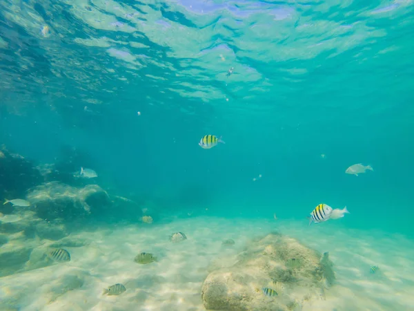 Many fish, anemonsand sea creatures, plants and corals under water near the seabed with sand and stones in blue and purple colors seascapes, views, sea life