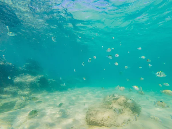 多くの魚、anemonsand の海の生き物、植物、青と紫の色の海、景色、海の生活の石や砂が海底近くの水の下でサンゴ — ストック写真