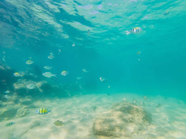 Birçok balık, anemonsand deniz yaratıkları, bitkiler ve mercan kum ve taş mavi ve mor renkler deniz manzaraları, sayısı, deniz yaşamı ile deniz dibinin yakınındaki su altında — Stok fotoğraf