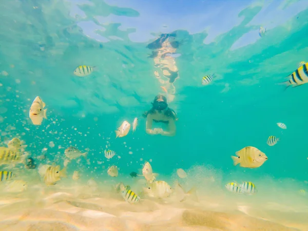 De nombreux poissons, anémones et créatures marines, plantes et coraux sous l'eau près du fond marin avec du sable et des pierres aux couleurs bleu et violet paysages marins, vues, vie marine — Photo