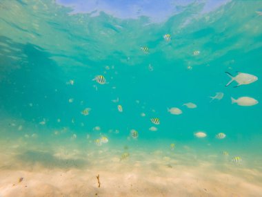 Birçok balık, anemonsand deniz yaratıkları, bitkiler ve mercan kum ve taş mavi ve mor renkler deniz manzaraları, sayısı, deniz yaşamı ile deniz dibinin yakınındaki su altında