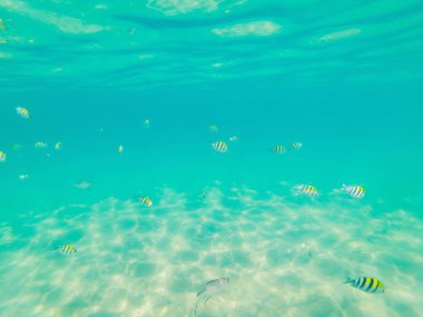 Birçok balık, anemonsand deniz yaratıkları, bitkiler ve mercan kum ve taş mavi ve mor renkler deniz manzaraları, sayısı, deniz yaşamı ile deniz dibinin yakınındaki su altında