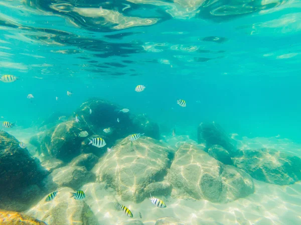 Many fish, anemonsand sea creatures, plants and corals under water near the seabed with sand and stones in blue and purple colors seascapes, views, sea life