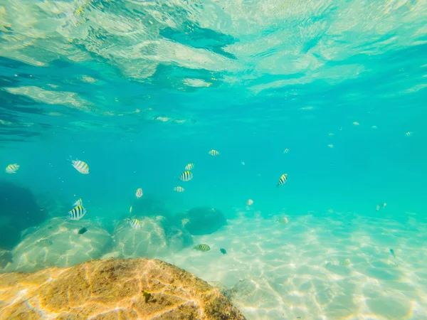 De nombreux poissons, anémones et créatures marines, plantes et coraux sous l'eau près du fond marin avec du sable et des pierres aux couleurs bleu et violet paysages marins, vues, vie marine — Photo