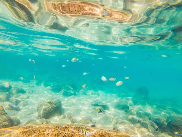 De nombreux poissons, anémones et créatures marines, plantes et coraux sous l'eau près du fond marin avec du sable et des pierres aux couleurs bleu et violet paysages marins, vues, vie marine — Photo