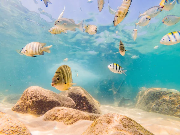 Viele Fische, Anemonen und Meereslebewesen, Pflanzen und Korallen unter Wasser in der Nähe des Meeresbodens mit Sand und Steinen in blauen und violetten Farben Meereslandschaften, Ansichten, Meeresleben — Stockfoto