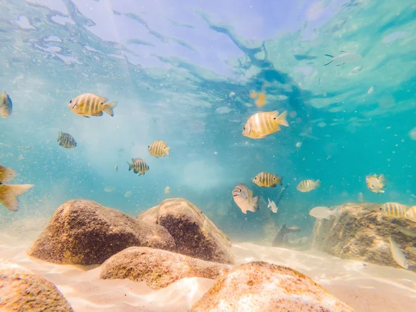 De nombreux poissons, anémones et créatures marines, plantes et coraux sous l'eau près du fond marin avec du sable et des pierres aux couleurs bleu et violet paysages marins, vues, vie marine — Photo