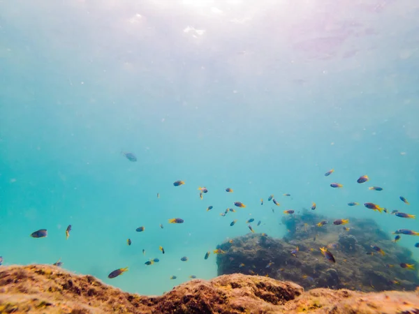 Многие рыбы, анемоны и морские существа, растения и кораллы под водой возле морского дна с песком и камнями в синем и фиолетовом цветах морские пейзажи, виды, морская жизнь — стоковое фото