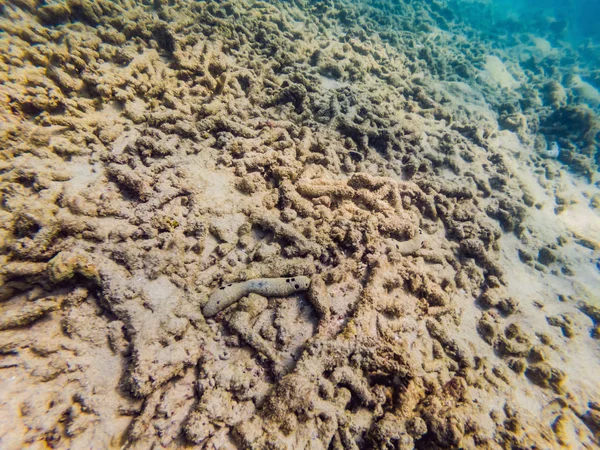 Många fiskar, anemonsand havet varelser, växter och koraller under vatten nära havsbotten med sand och stenar i blå och lila färger kustlandskap, utsikt, havet liv — Stockfoto