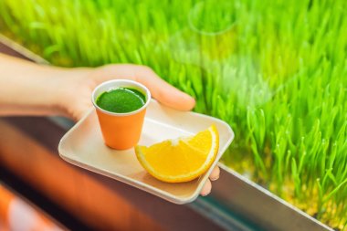 Buğday çimi vurdu. Buğday çimen suyu. Sağlık eğilimini. Buğday çimen