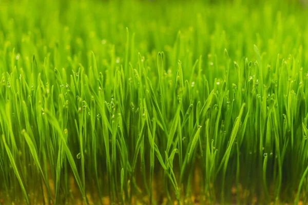 Fresh Wheatgrass plant organic for squeeze juice, Nutritious homegrown Wheatgrass, green wheat sprouts for juice — Stock Photo, Image