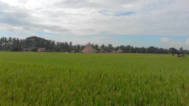 Vue aérienne d'un groupe de bungalows en bambou de style traditionnel au centre d'une grande rizière — Video