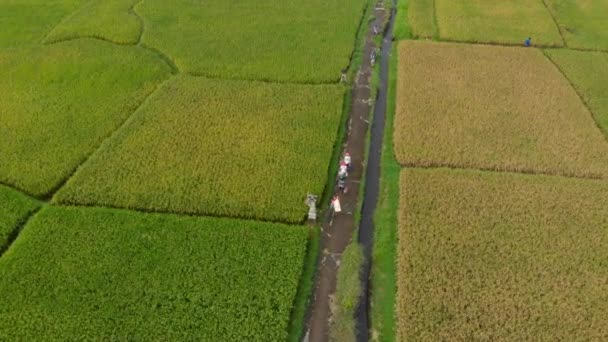 Tiro aéreo de um grupo de agricultores que estão se movendo ao longo de um caminho no meio de um grande campo de arroz. Conceito de culturas de arroz. Conceito de viagem para o Sudeste Asiático — Vídeo de Stock