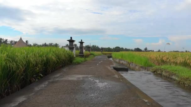 Un disparo aéreo. Drone se está moviendo a lo largo de un camino en medio de un gran campo de arroz. Concepto de cultivos de arroz. Viajar al sudeste asiático concepto — Vídeo de stock