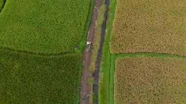 Büyük bir pirinç tarlasının ortasında bir yol boyunca hareket eden bir bycile ile bir çiftçinin havadan çekilmiş fotoğrafı. Pirinç bitkileri kavramı. Güneydoğu Asya konseptine seyahat