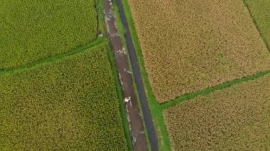 Büyük bir pirinç tarlasının ortasında bir yol boyunca hareket eden bir bycile ile bir çiftçinin havadan çekilmiş fotoğrafı. Pirinç bitkileri kavramı. Güneydoğu Asya konseptine seyahat