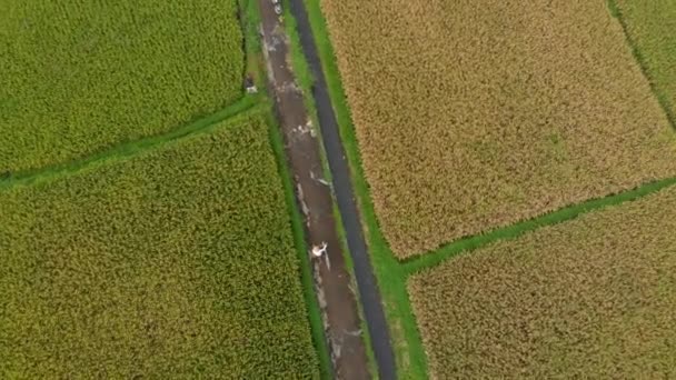 Luftaufnahme eines Bauern mit einem Fahrrad, das sich auf einem Pfad inmitten eines großen Reisfeldes bewegt. Reispflanzen. Reise nach Südostasien — Stockvideo