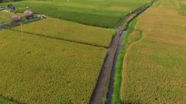 Drone büyük bir pirinç tarlasının ortasında bir yol üzerinde hareket ediyor sonra yukarı uçar ve tüm dosyayı ortaya çıkarır. Pirinç bitkileri kavramı. Güneydoğu Asya konseptine seyahat