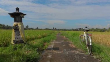 Drone büyük bir pirinç tarlasının ortasında bir yol üzerinde hareket ediyor sonra yukarı uçar ve tüm dosyayı ortaya çıkarır. Pirinç bitkileri kavramı. Güneydoğu Asya konseptine seyahat