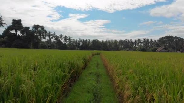 Colpo aereo. Il drone si sta muovendo lungo un sentiero nel mezzo di una grande risaia. Concetto di colture di riso. Viaggiare nel sud-est asiatico concetto — Video Stock