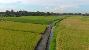 Büyük bir pirinç tarlasının ortasında bir yol boyunca hareket eden bir grup çiftçinin havadan çekilmiş fotoğrafı. Pirinç bitkileri kavramı. Güneydoğu Asya konseptine seyahat
