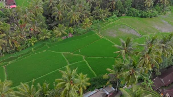 Foto aérea de campos de arroz y casas que rodean una pasarela en un centro del pueblo de Ubud en una isla de Bali. Viajar al concepto de Bali — Vídeos de Stock