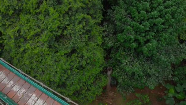 Un disparo aéreo de una mujer joven yace en un puente colgante sobre las selvas. Viajar al sudeste asiático concepto — Vídeos de Stock