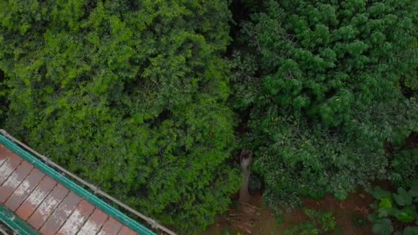 Aerial shot młodej kobiety leży na moście wiszący nad dżungli. Podróż do koncepcji Azji Południowo-Wschodniej — Wideo stockowe