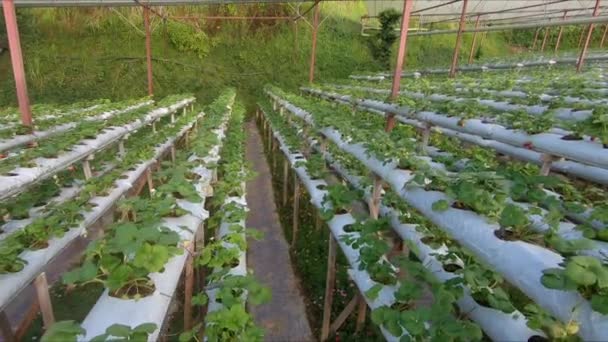Een hydroponische kas voor het kweken van aardbei — Stockvideo