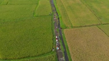 Büyük bir pirinç tarlasının ortasında bir yol boyunca hareket eden bir grup çiftçinin havadan çekilmiş fotoğrafı. Pirinç bitkileri kavramı. Güneydoğu Asya konseptine seyahat