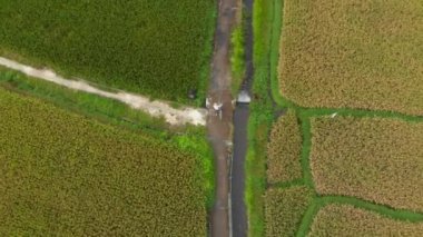 Büyük bir pirinç tarlasının ortasında bir yol boyunca hareket eden bir bycile ile bir çiftçinin havadan çekilmiş fotoğrafı. Pirinç bitkileri kavramı. Güneydoğu Asya konseptine seyahat