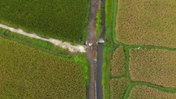 Lotnicze strzał rolnik z bycile, że porusza się wzdłuż ścieżki w środku dużego pola ryżu. Koncepcja upraw ryżu. Koncepcja Travell do Azji Południowo-Wschodniej — Wideo stockowe