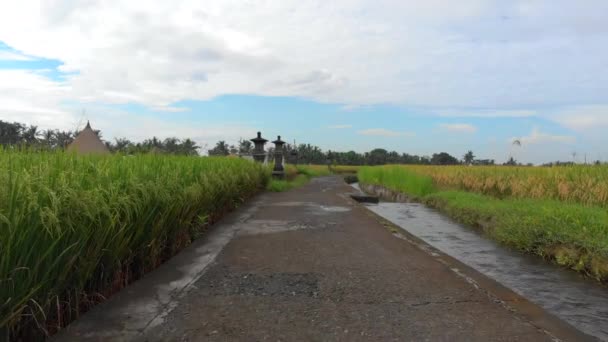 Aerial shot. Drone is moving along a path in the middle of a big rice field. Rice crops concept. Travell to southeast Asia concept — Stock Video