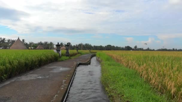 Luchtfoto. Drone beweegt langs een pad in het midden van een groot rijstveld. Rijst gewassen concept. Travell naar Zuidoost-Azië concept — Stockvideo