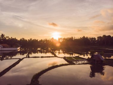 Pirinç tarlaları suyla doldu. Su basmış pirinç tarlaları. Tarlalarda pirinç yetiştirmenin tarımsal yöntemleri. Tarlaları pirinç ekildiği suyla dolduruyor. Drone'dan görünüm