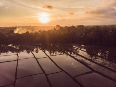 Pirinç tarlaları suyla doldu. Su basmış pirinç tarlaları. Tarlalarda pirinç yetiştirmenin tarımsal yöntemleri. Tarlaları pirinç ekildiği suyla dolduruyor. Drone'dan görünüm