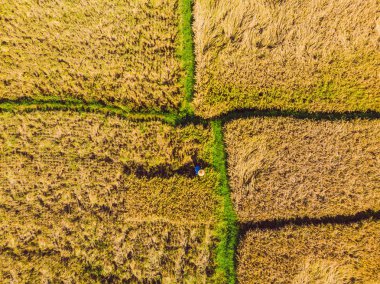 Drone Fotoğraf, yerel çiftçiler tarafından pirinç hasat