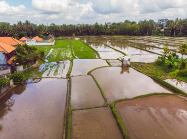 The rice fields are flooded with water. Flooded rice paddies. Agronomic methods of growing rice in the fields. Flooding the fields with water in which rice sown. View from drone clipart