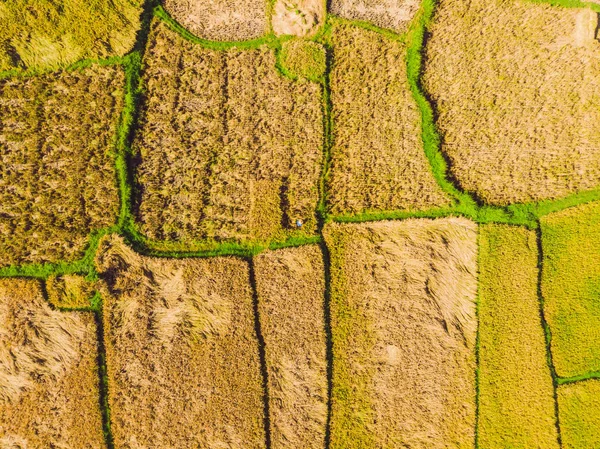Zdjęcie z dronów, zbieranie ryżu przez miejscowych rolników — Zdjęcie stockowe