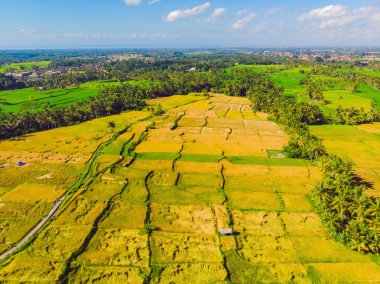 Drone Fotoğraf, yerel çiftçiler tarafından pirinç hasat