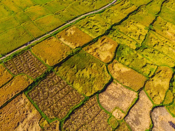 Foto van Drone, rijstoogst door lokale boeren — Stockfoto