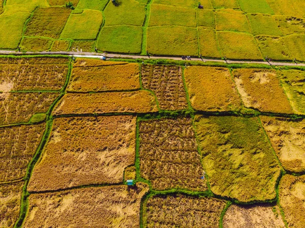 Fotó drone, rizs betakarítása a helyi gazdák — Stock Fotó