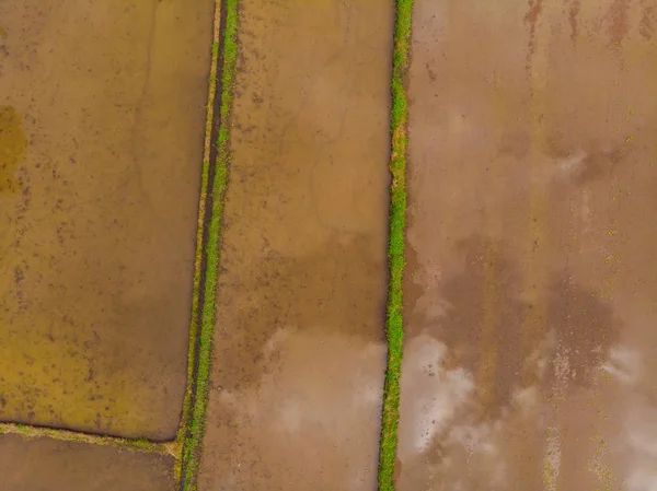 Ladang padi dibanjiri air. Banjir sawah. Metode agronomi menanam padi di ladang. Membanjiri ladang dengan air yang ditaburkan padi. Tilikan dari drone — Stok Foto
