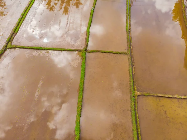 The rice fields are flooded with water. Flooded rice paddies. Agronomic methods of growing rice in the fields. Flooding the fields with water in which rice sown. View from drone