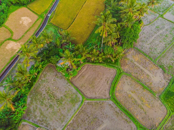 The rice fields are flooded with water. Flooded rice paddies. Agronomic methods of growing rice in the fields. Flooding the fields with water in which rice sown. View from drone