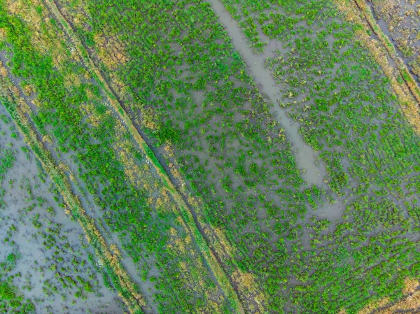 Os arrozais estão inundados de água. Almofadas de arroz inundadas. Métodos agronômicos de cultivo de arroz nos campos. Inundando os campos com água em que o arroz semeou. Vista de drone — Fotografia de Stock